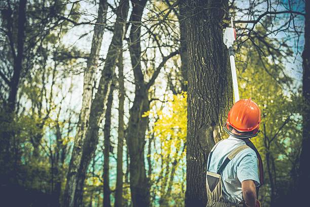 Tree and Shrub Care in Amherst, OH